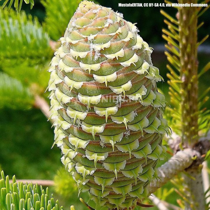  Sapin de Nordmann caucasien, Abies nordmanniana Caucasian image